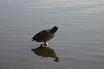 a duck sits on a stick sticking out of the water