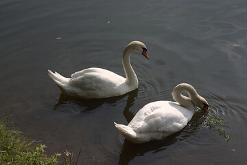 a pair of white swans in the water near the pond