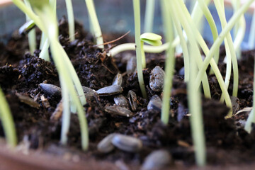 Graines de tournesol