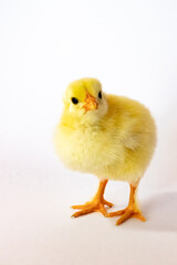 Obraz premium A yellow chicken stands and looks at the camera on a white background