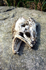 Fototapeta na wymiar Skeleton head predatory fish on a rock at the lake shore
