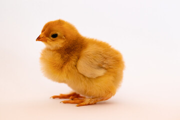 Brown single chicken in profile sits on a white background © Kateryna