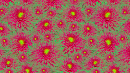 Fototapeta na wymiar Cover pattern chrysanthemum flower.