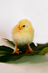 Chicken on a vine leaf turning its head