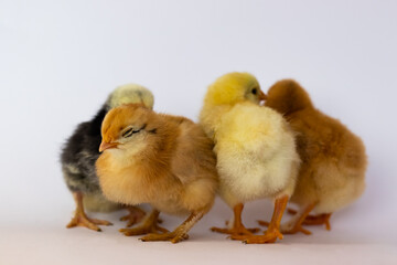 Chickens gathered in a heap on a white background