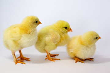 Diagonal of chickens on a white background