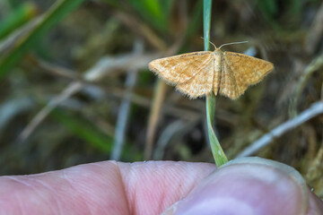 Rest  harrow (Aplasta ononaria)