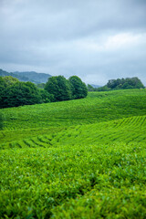 Fototapeta na wymiar Green tea plantations and clouds, green plant background.