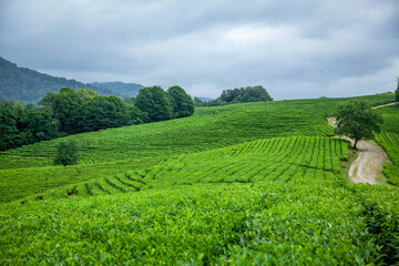 Green tea plantations and clouds, green plant background.