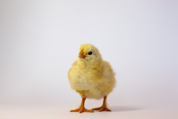 Just a chicken on a white background