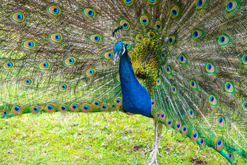Obraz premium Male Peacock displaying Multicoloured, blue, green, gold, Feathers in Mating show close up low level eyeline view