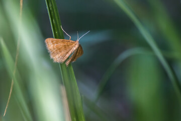 Rest  harrow (Aplasta ononaria)