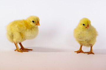 Two chickens are walking on a white background