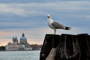 beautiful seagulls posing in venice