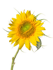 sunflower close up isolated on white