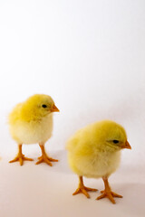 Two golden chickens stand diagonally