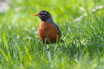 Male American Robin (Turdus migratorius)