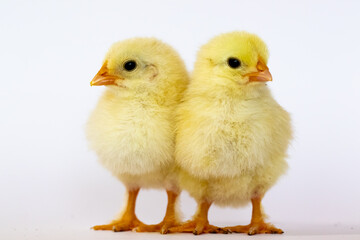 Two yellow chicks are standing on a white background full-length