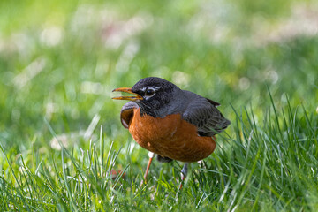 Male American Robin (Turdus migratorius)