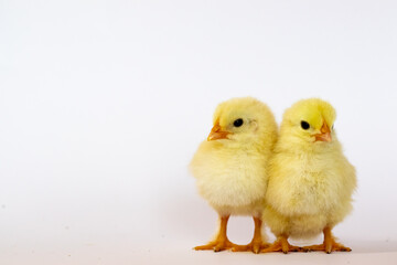 Two yellow chicks stand on a white background