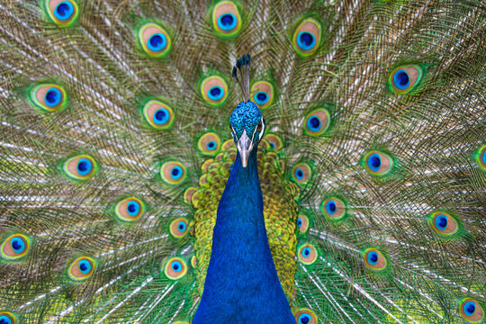 Male Peacock displaying Multicoloured, blue, green, gold, Feathers in Mating show close up low level eyeline view