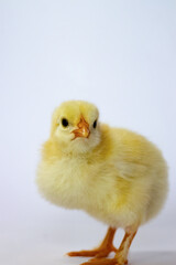Yellow chicken full length on a white background