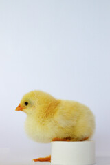 Yellow chicken full-length on a white background put its paw on a circle