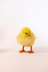 Obraz premium Yellow chicken hid its head on a white background