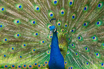 Fototapeta na wymiar Male Peacock displaying Multicoloured, blue, green, gold, Feathers in Mating show close up low level eyeline view