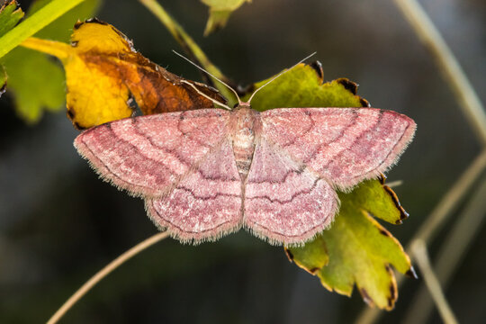 Tawny wave (Scopula rubiginata)