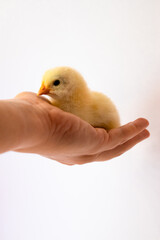 Yellow chicken sits on a hand on a white background