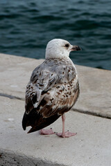 beautiful seagulls posing in venice