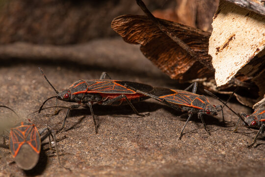 Mating Western Boxelder Bug (Boisea rubrolineata)