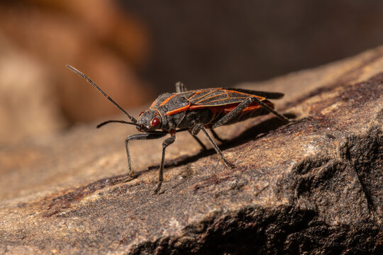 Western Boxelder Bug (Boisea rubrolineata)