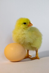 Yellow chicken stands near an egg on a white background