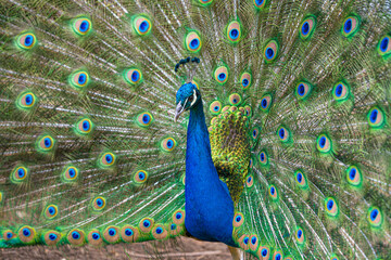 Obraz premium Male Peacock displaying Multicoloured, blue, green, gold, Feathers in Mating show close up low level eyeline portrait view