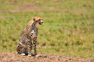 Naklejka na ściany i meble Gepard in der Serengeti an der Masai Mara, Safari in Kenia.
