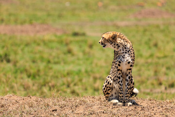 Gepard in der Serengeti an der Masai Mara, Safari in Kenia. © AIDAsign