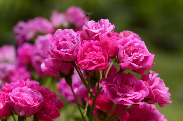 pink and white tulips