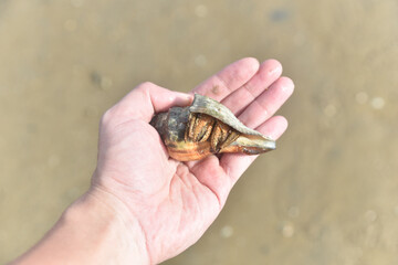 Hermit crabs that live by the sea and use shells to armor and house.