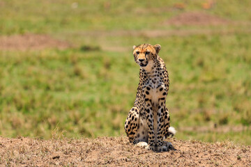 Gepard in der Serengeti an der Masai Mara, Safari in Kenia.