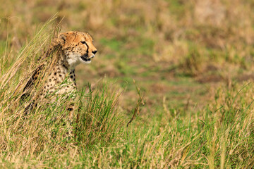 Gepard in der Serengeti an der Masai Mara, Safari in Kenia. © AIDAsign