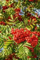 Red mountain ash in the morning sunlight.
