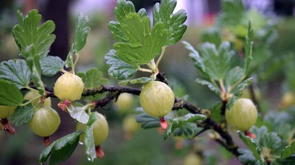 Several single green gooseberry fruits hanging on a bush. Right after the rain.