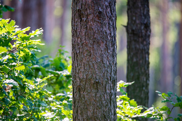 tree trunk © Krzysztof