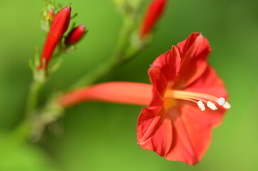 red and yellow flower