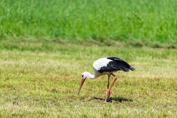 Stork in the meadow