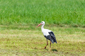 Stork in the meadow © Krzysztof