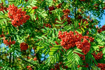 Red mountain ash in the morning in late August.