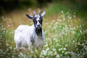 Goat in the meadow © Krzysztof